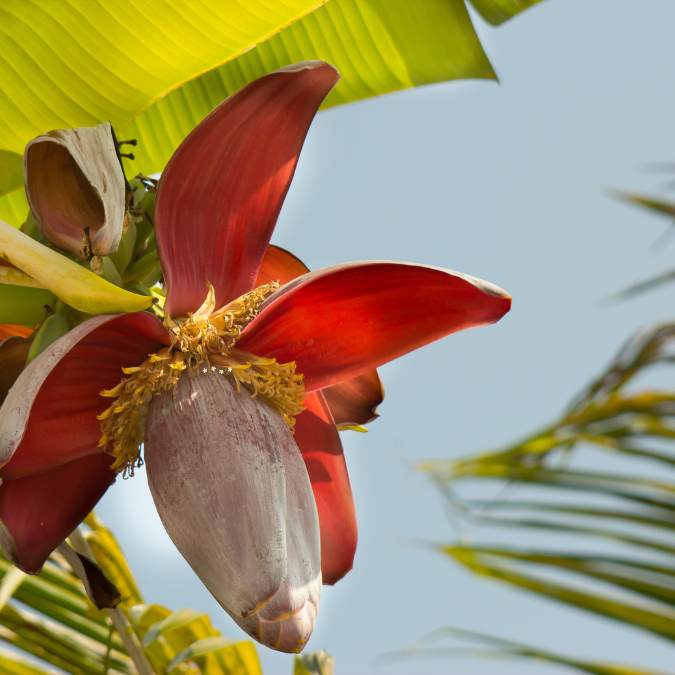 Banana Flower