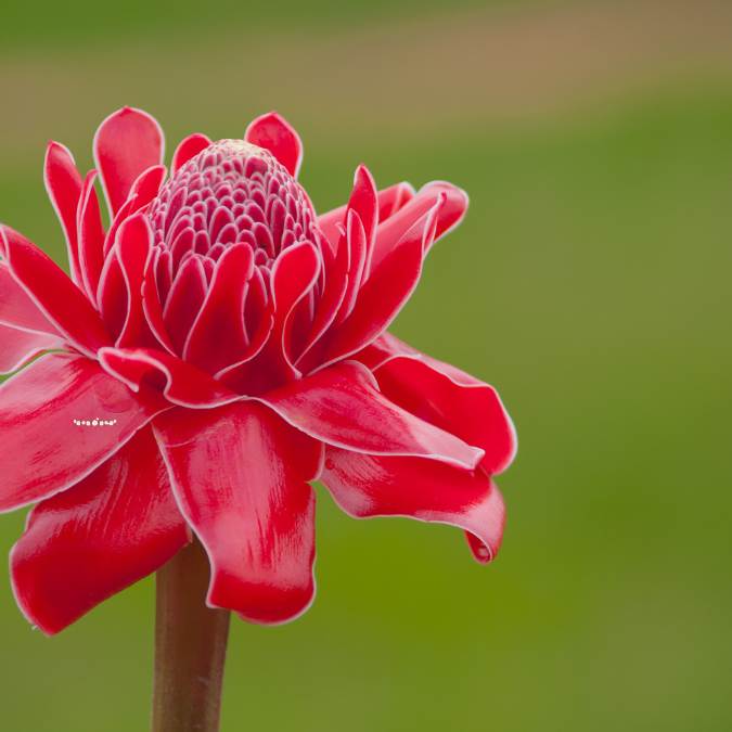 Torch Ginger (Bunga Kantan)