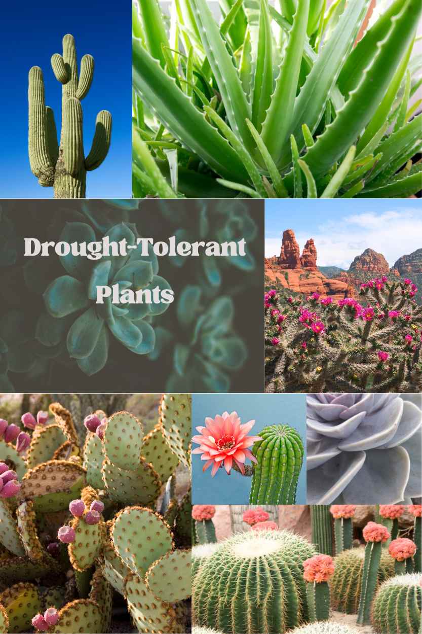 Drought-Tolerant Plants