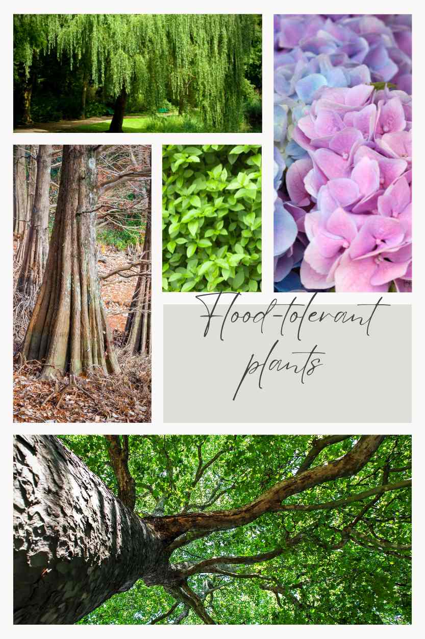 Flood-tolerant plants
