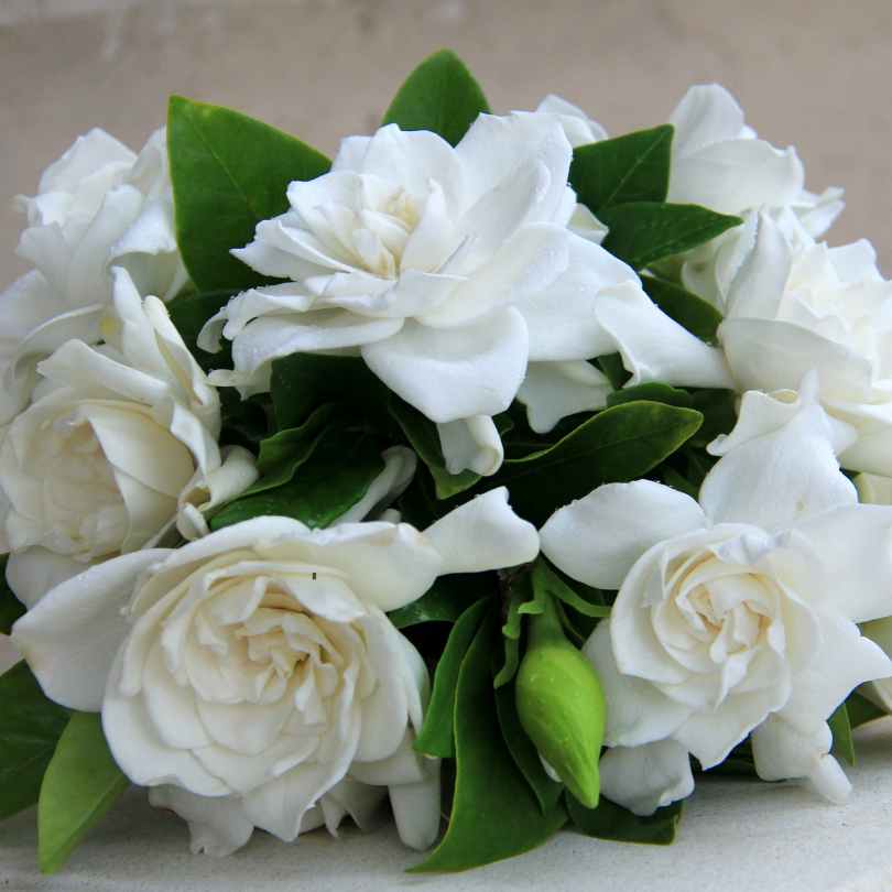 Top 10 Most Popular Wedding Bouquets in 2024 - gardenias