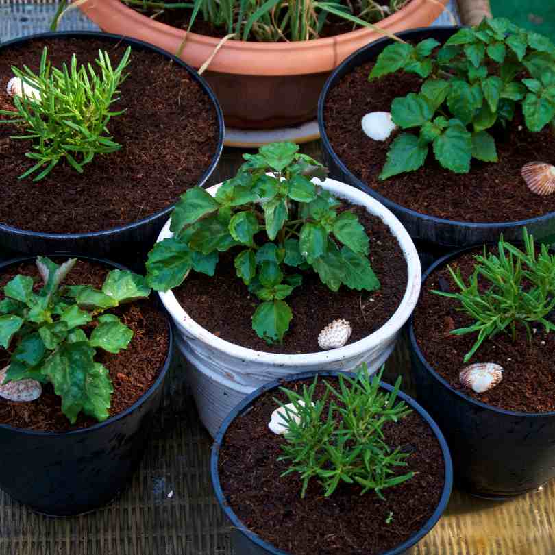 Planting Flowers in Beds and Containers