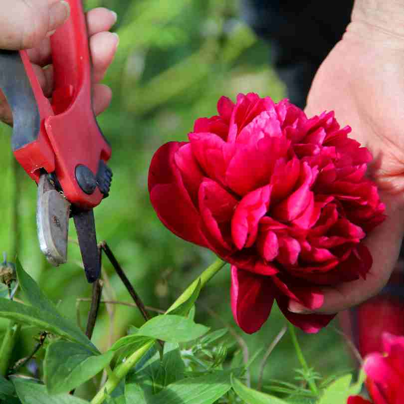 Promoting Ongoing Flowers Through Pruning