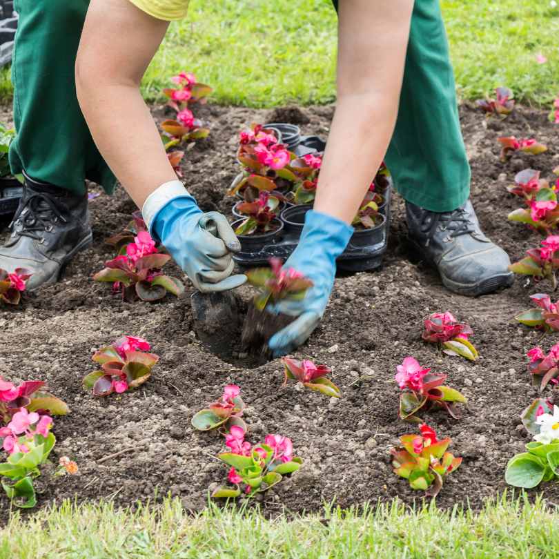 Selecting Flowers for Your Garden