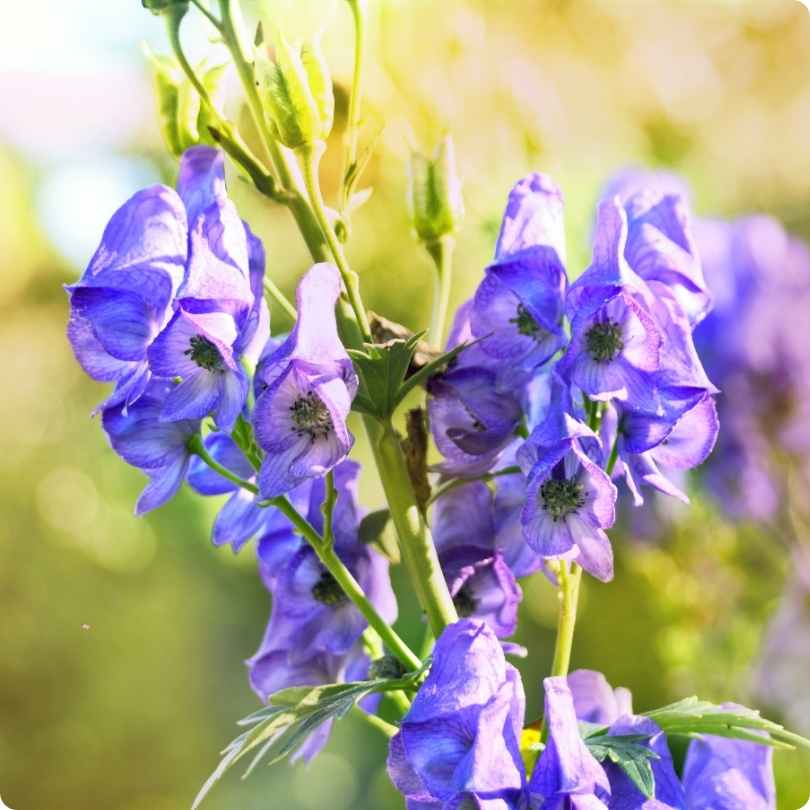 The World's Most Poisonous Flowers - aconite