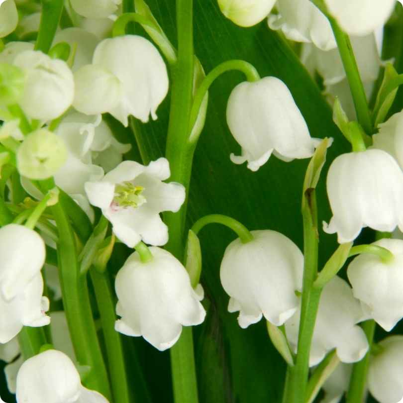 The World's Most Poisonous Flowers - lily of the valley