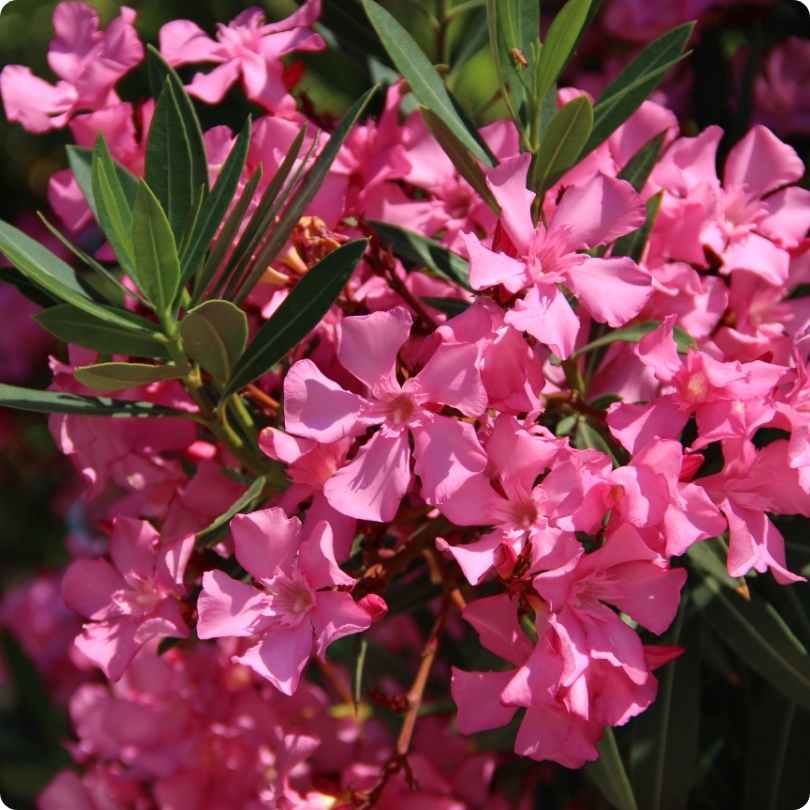 The World's Most Poisonous Flowers - oleander