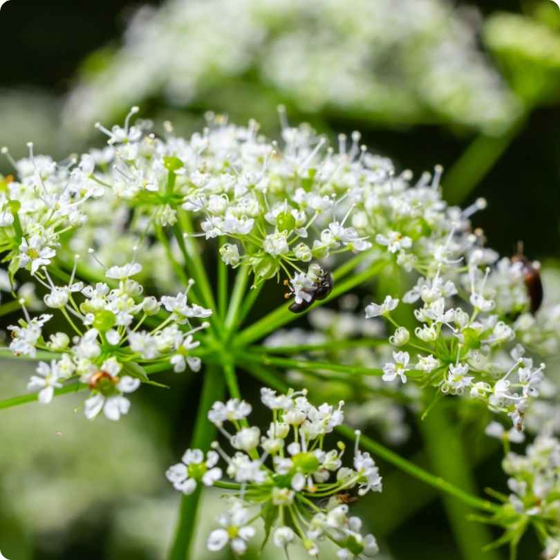 The World's Most Poisonous Flowers - poison hemlock