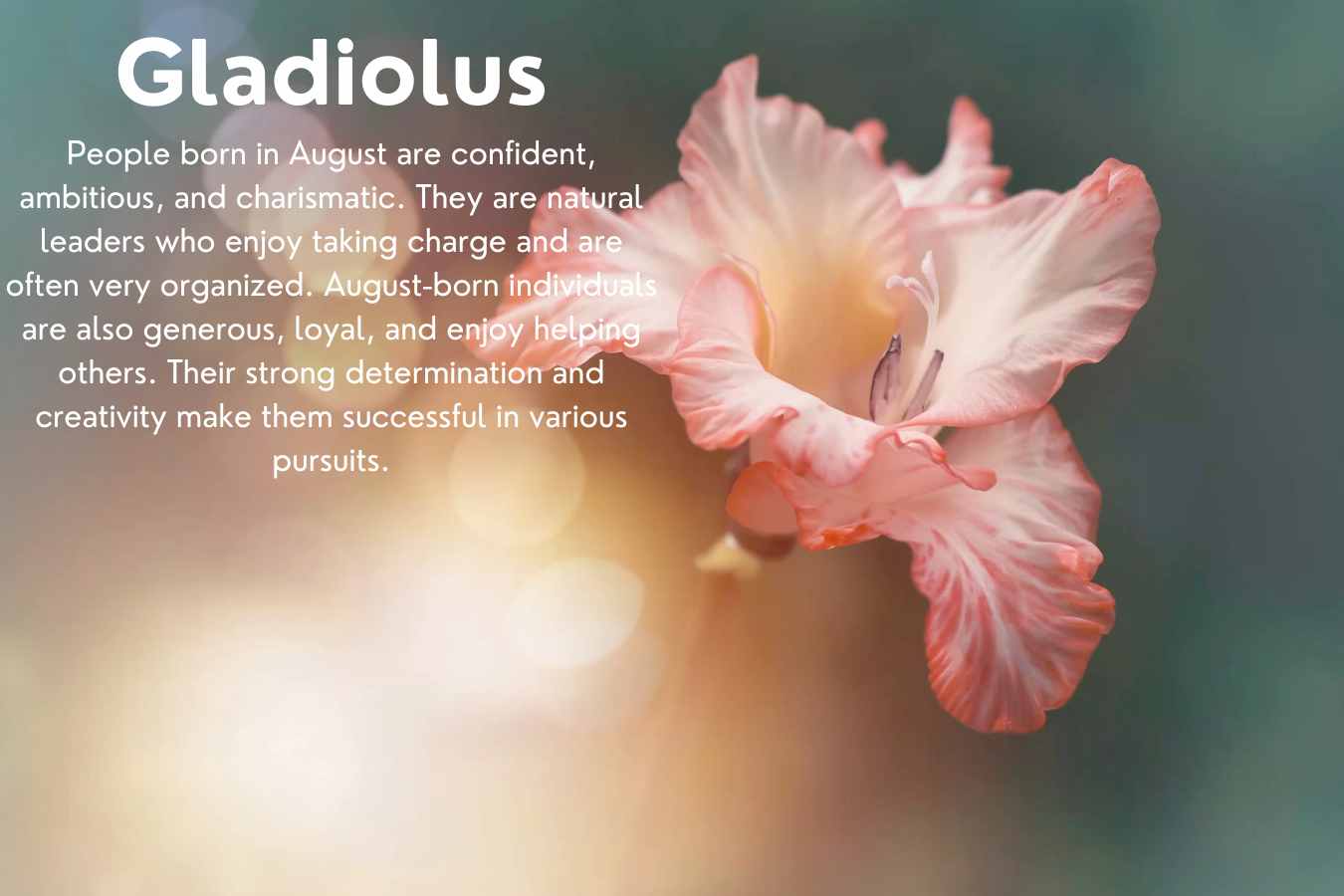 August Birth Flower: Gladiolus