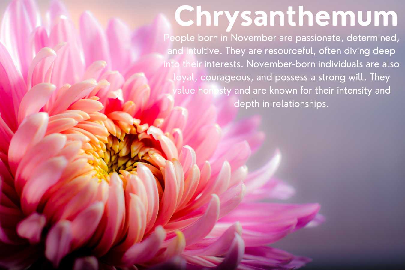 November Birth Flower: Chrysanthemum