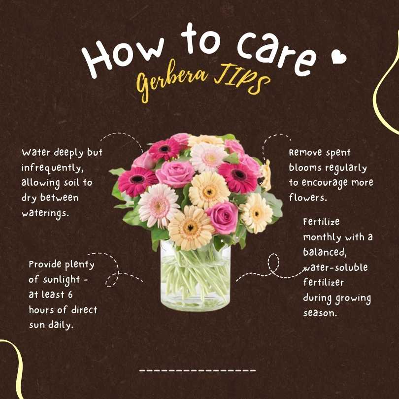 caring for gerberas tips