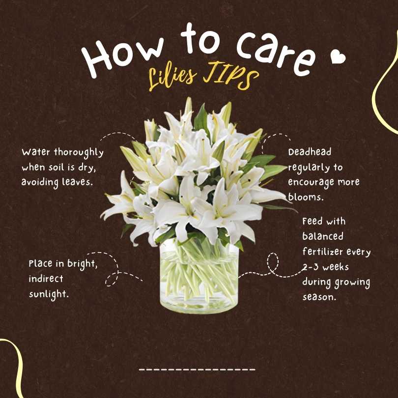 caring for lilies tips