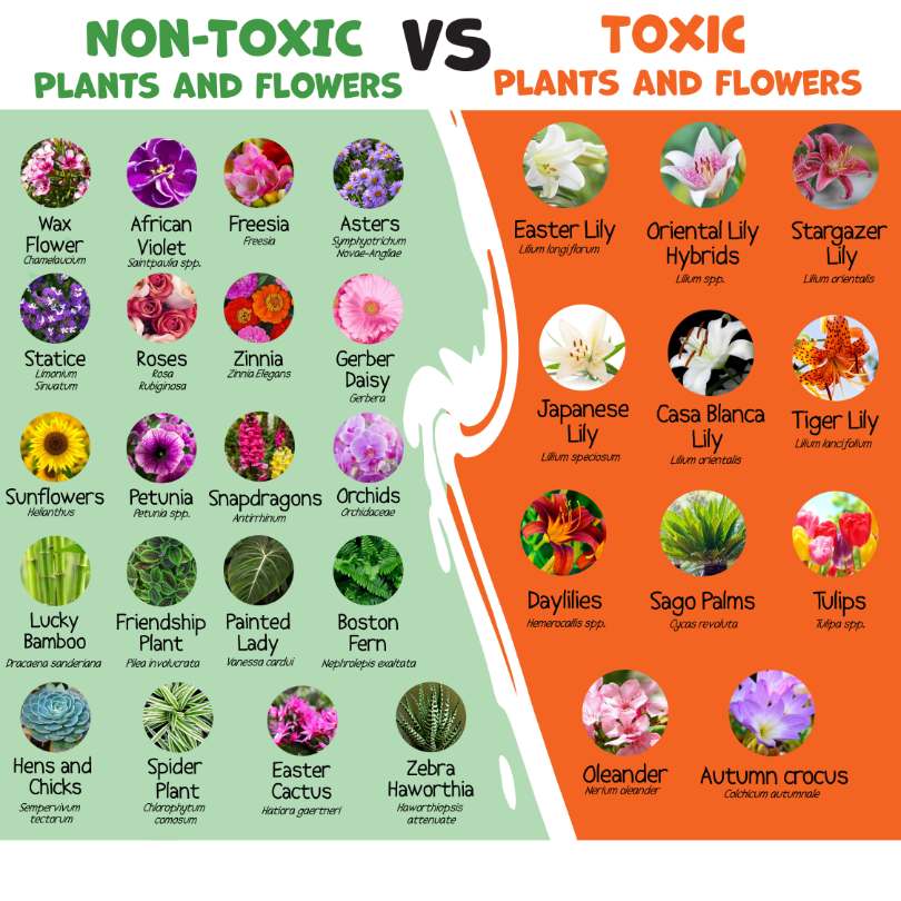 Common Flowers That Are Harmful To Pets - toxic versus non toxic (810 x 810 px)