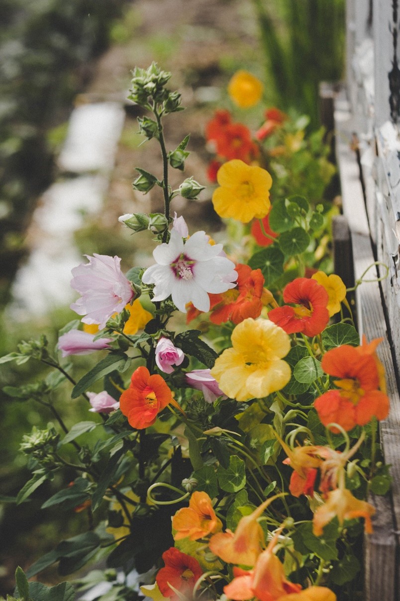 Flower Watering: 5 Tips You Should Remember - 1