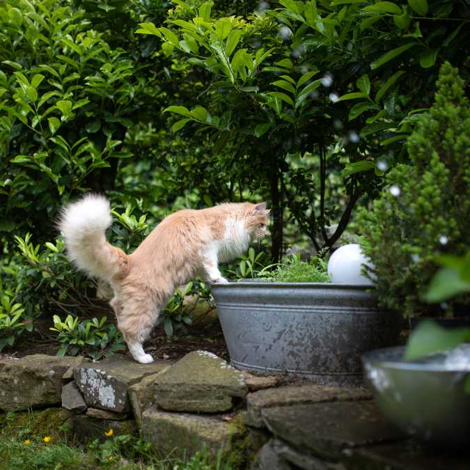 Pet Wellbeing Garden Beauty - cat in garden