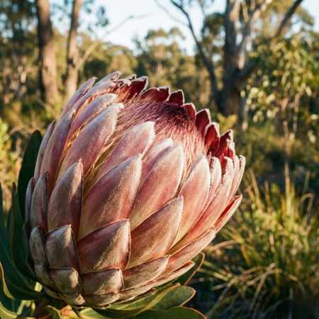 A close-up macro photograph capturing the sculptural texture of a large King Protea flower head in the Australian bush at sunset. The image highlights the layered, fuzzy bracts in tones of muted pink, cream, and deep burgundy against a golden light background.