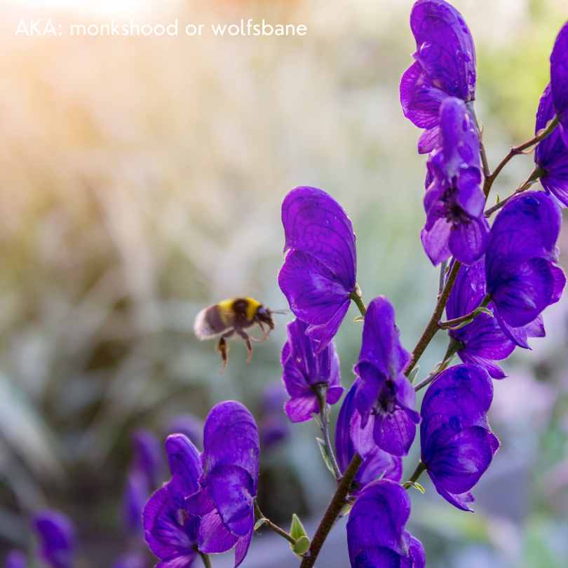 Flowers of War How Plants Have Been Used in Conflict wolfsbane