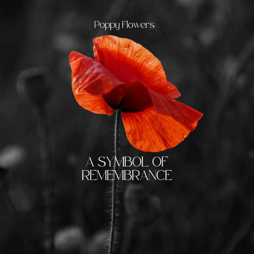 Poppy flowers A symbol of remembrance