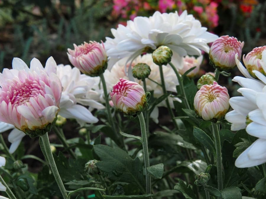 Birth Month Flower: Chrysanthemum November - garden