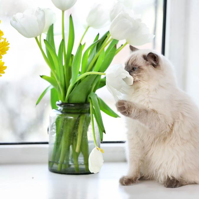 Pet-Friendly Flowers to Brighten Up Your Home - 1