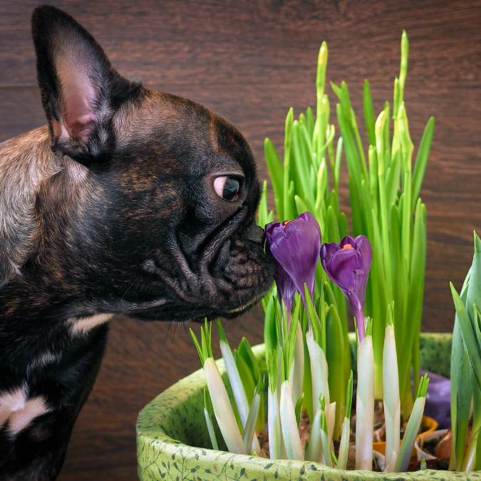 Pet-Friendly Flowers to Brighten Up Your Home - 2