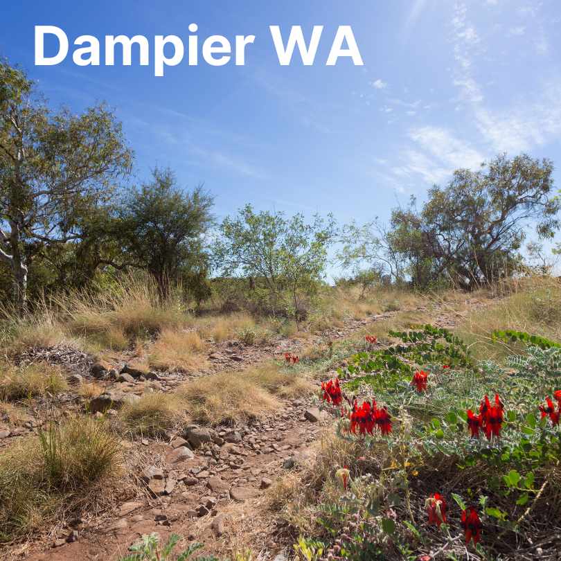 Wildflower Tourism in Australia - Dampier WA