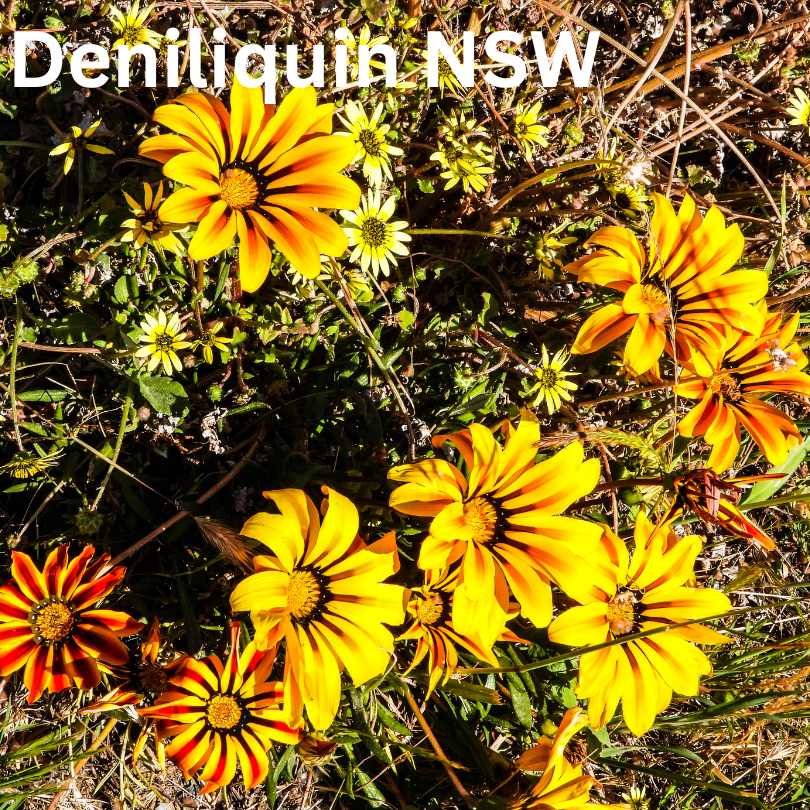 Wildflower Tourism in Australia - Deniliquin NSW