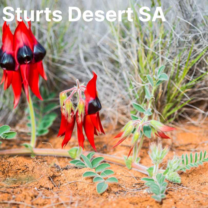 Sturt's desert SA