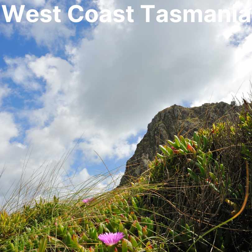 Wildflower Tourism in Australia- West Coast Tasmania