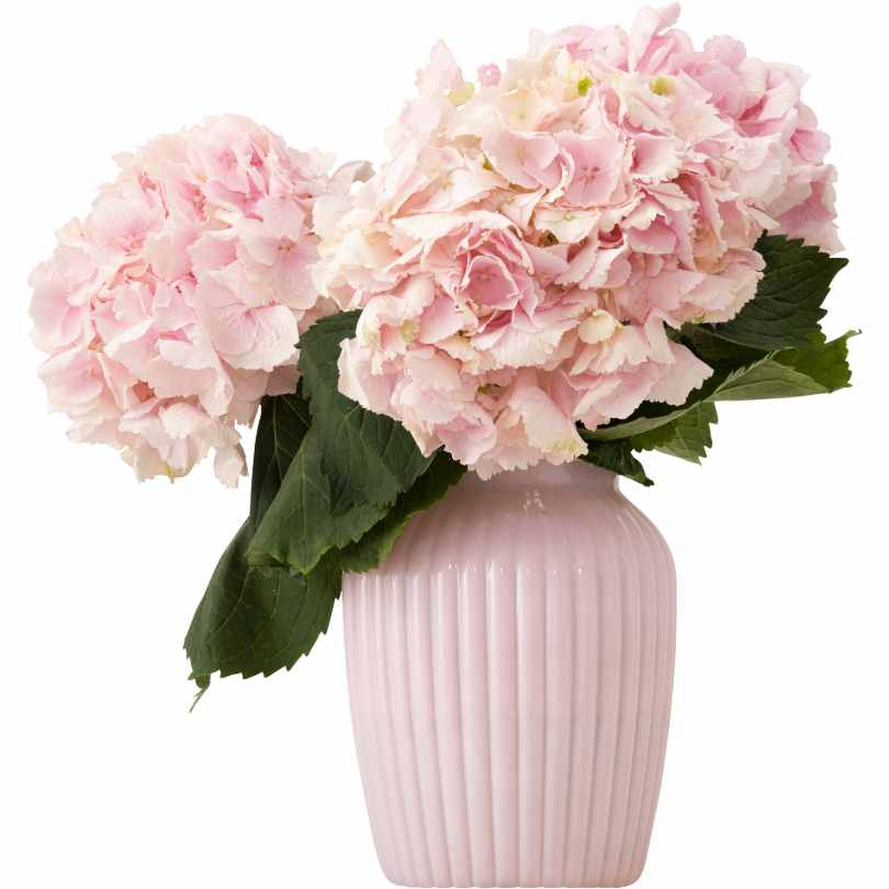 Best Valentine's Day Flowers for Children - carnations